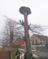 Zdjęcie: Bocianie gniazdo w Sicinach
